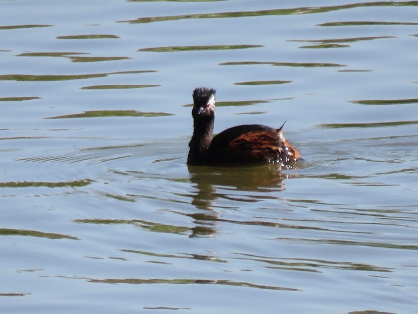 White-tufted Grebe - ML641680879