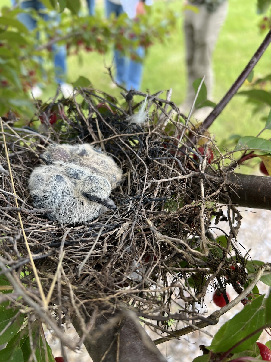 Mourning Dove - ML641680932