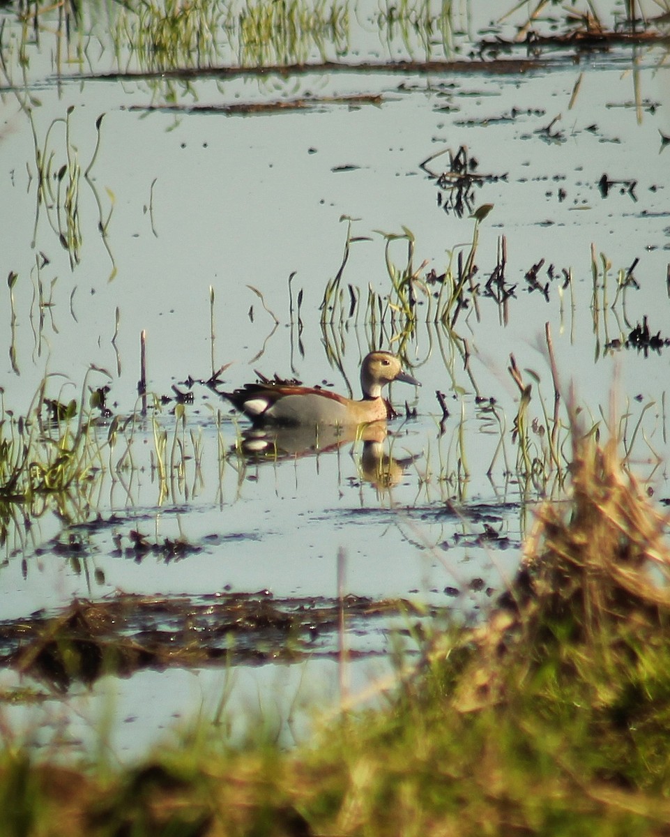 Ringed Teal - ML641681047