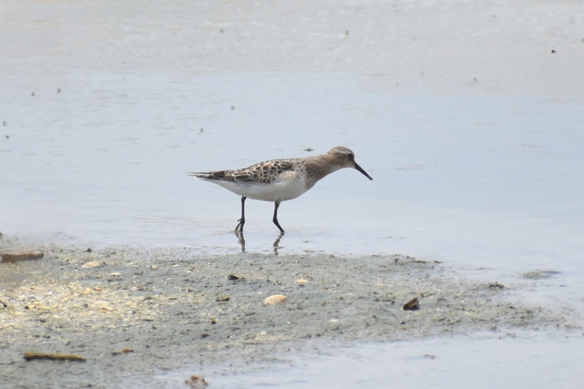 Baird's Sandpiper - ML641681077