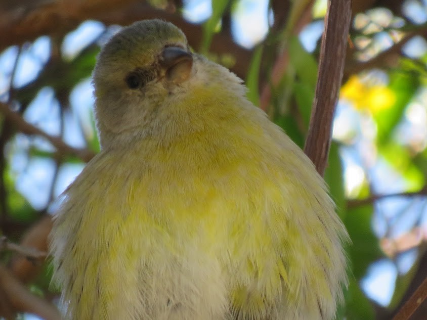 Hooded Siskin - ML641681080
