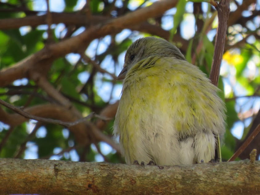 Hooded Siskin - ML641681095