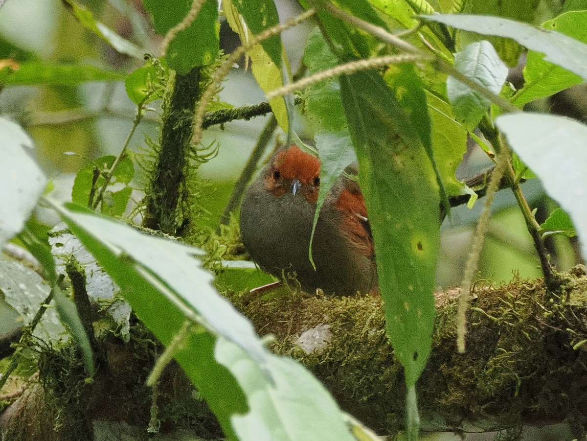 Red-faced Spinetail - ML641681135