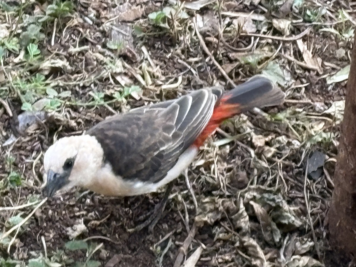 White-headed Buffalo-Weaver - ML641681145