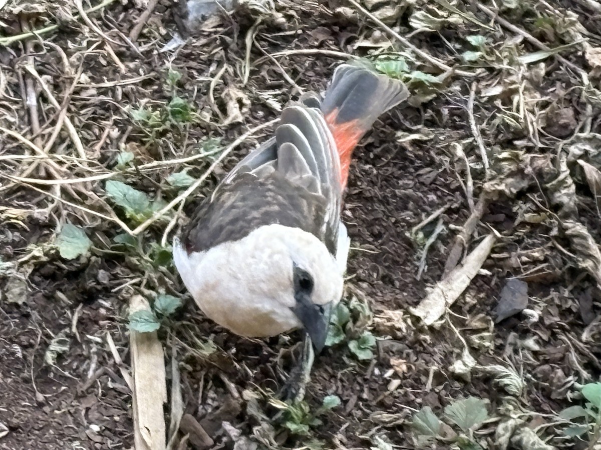White-headed Buffalo-Weaver - ML641681146
