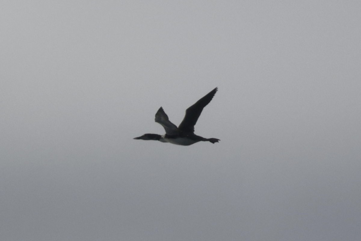 Common Loon - ML641681176