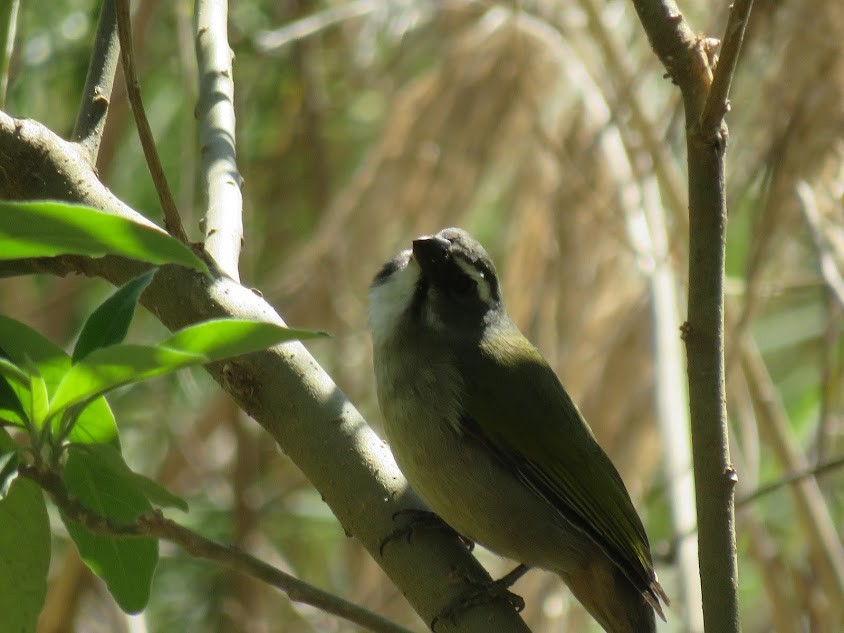 Green-winged Saltator - ML641681180