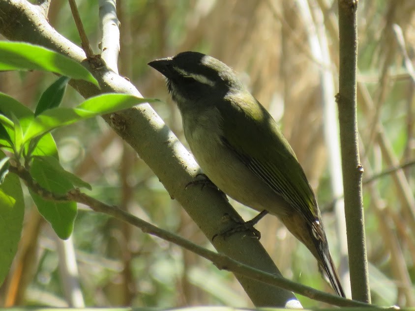 Green-winged Saltator - ML641681181