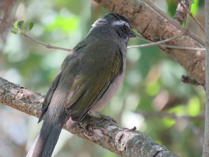 Green-winged Saltator - ML641681182