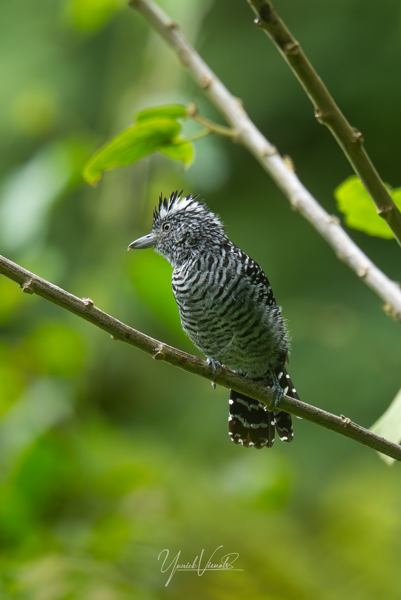 Barred Antshrike - ML641681185