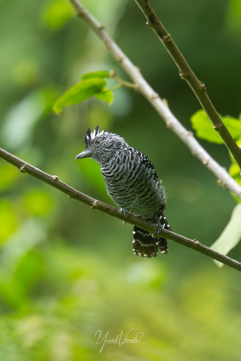 Barred Antshrike - ML641681186