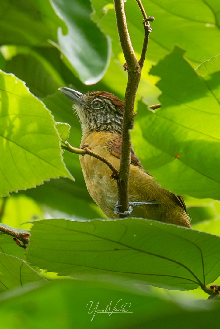 Barred Antshrike - ML641681205