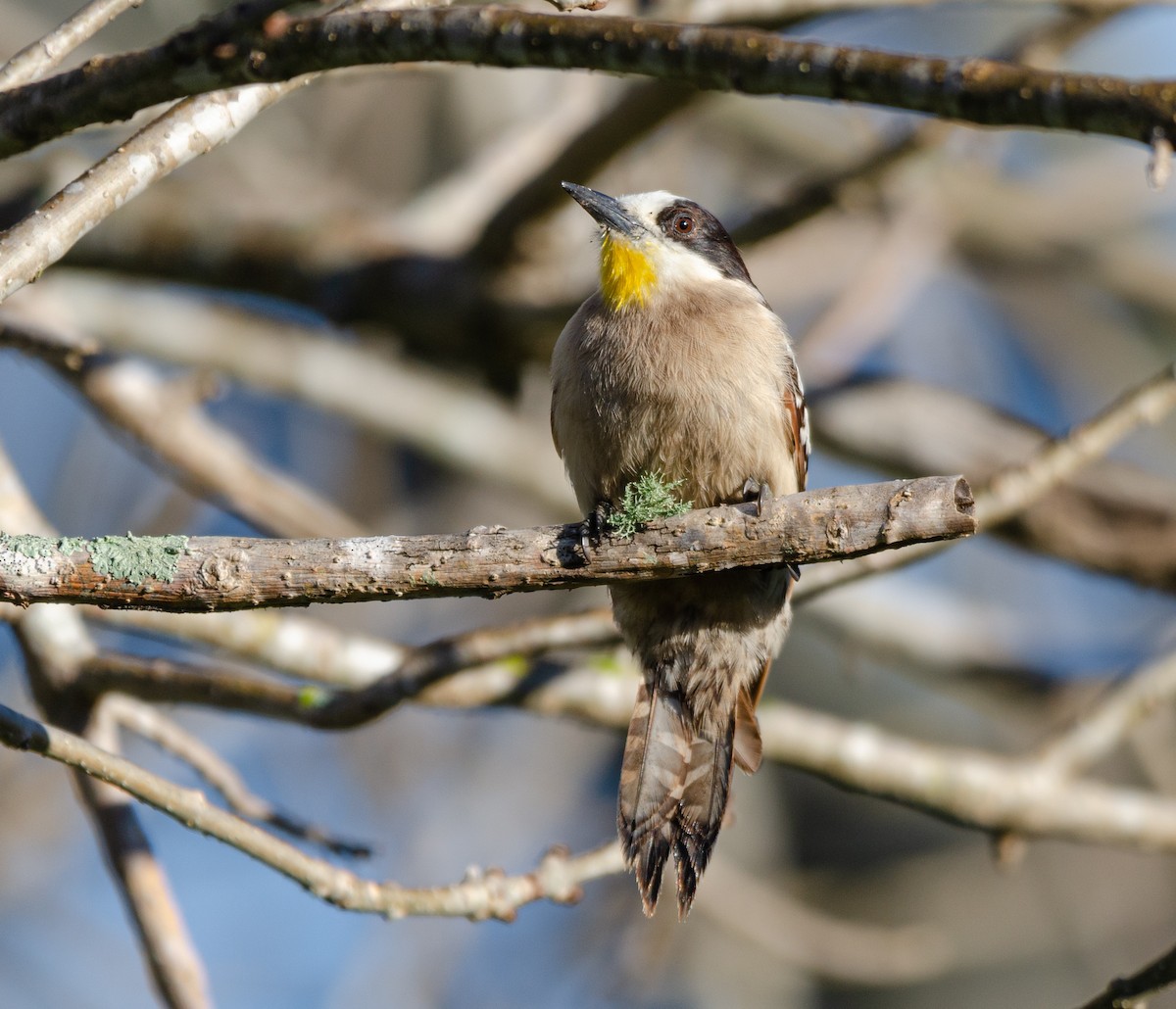 White-fronted Woodpecker - ML641681244