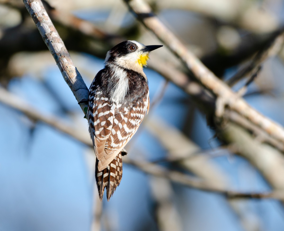 White-fronted Woodpecker - ML641681245