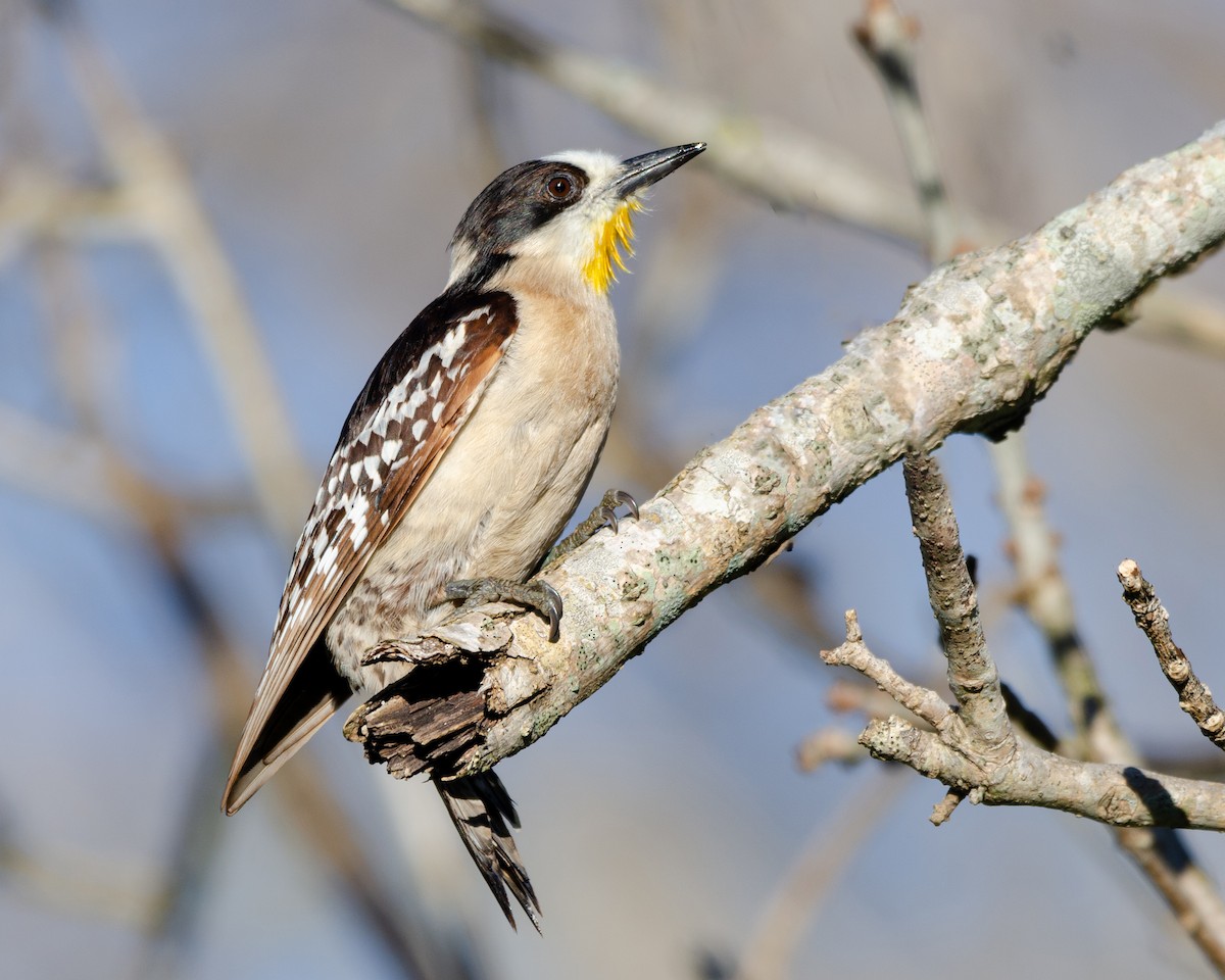 White-fronted Woodpecker - ML641681246