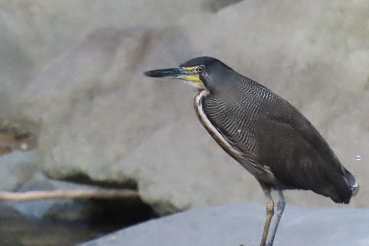 Fasciated Tiger-Heron - ML641681280