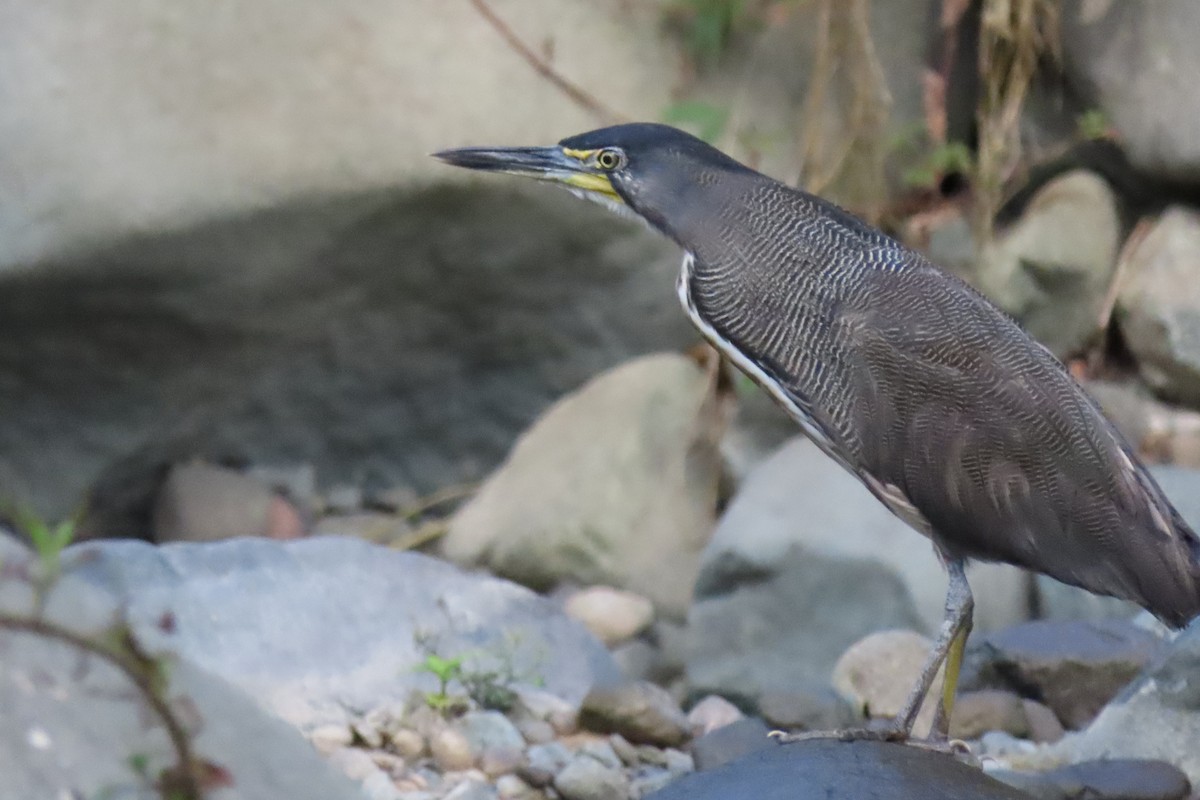 Fasciated Tiger-Heron - ML641681281