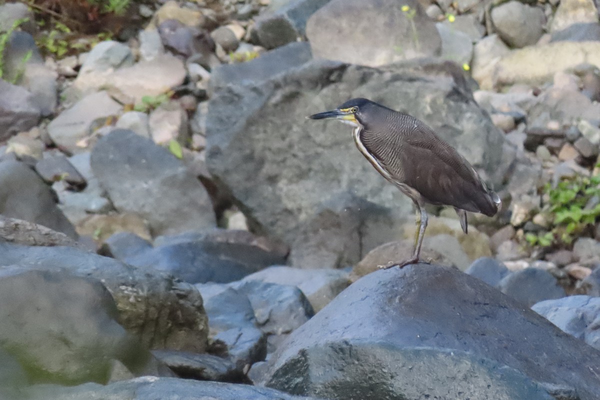 Fasciated Tiger-Heron - ML641681282