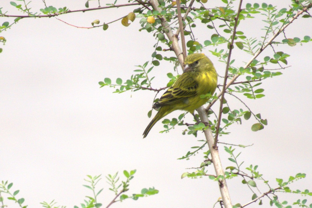 African Citril - ML641681285