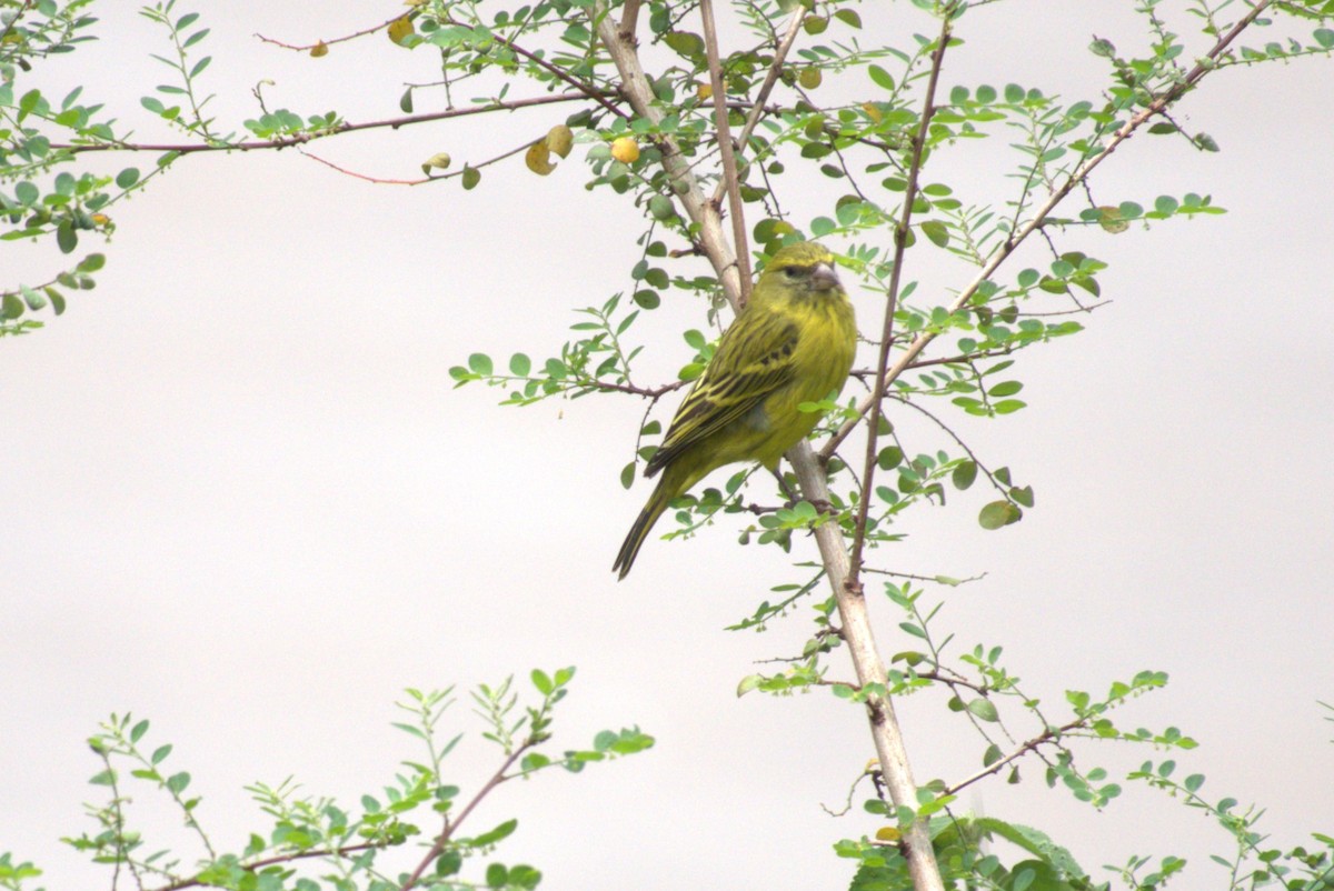 African Citril - ML641681286