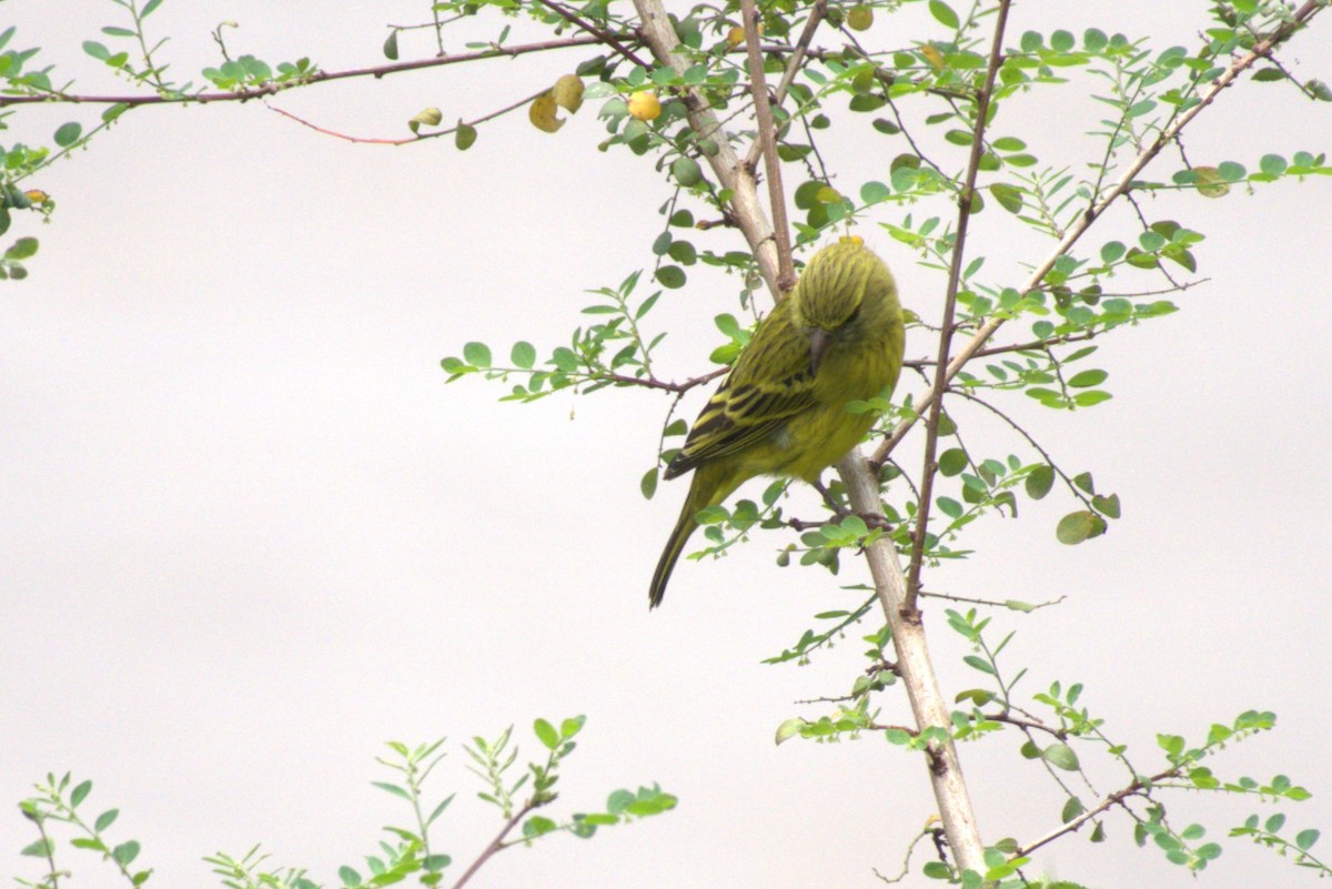 African Citril - ML641681287
