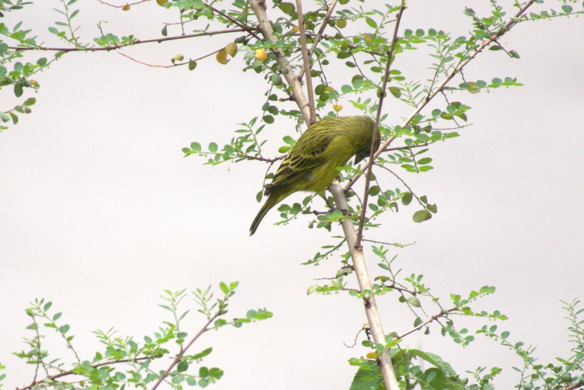 African Citril - ML641681288