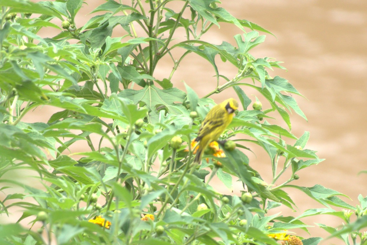 African Citril - ML641681289