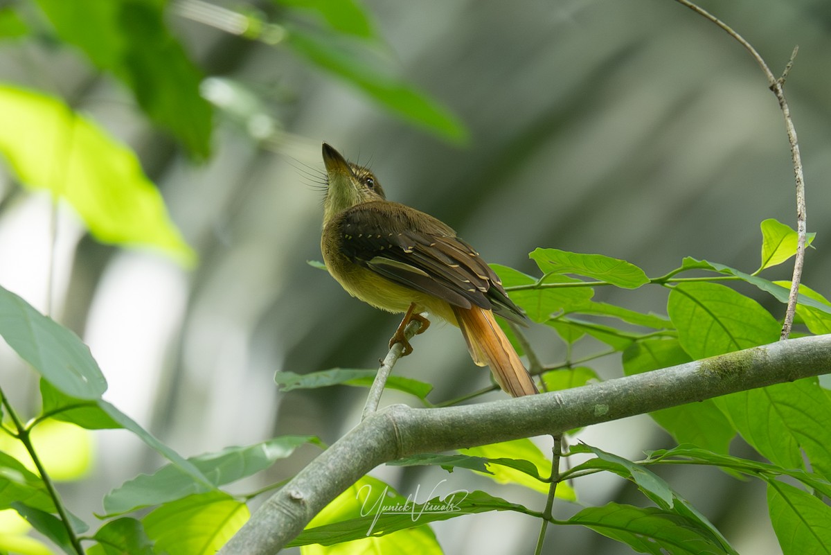 Tropical Royal Flycatcher - ML641681297