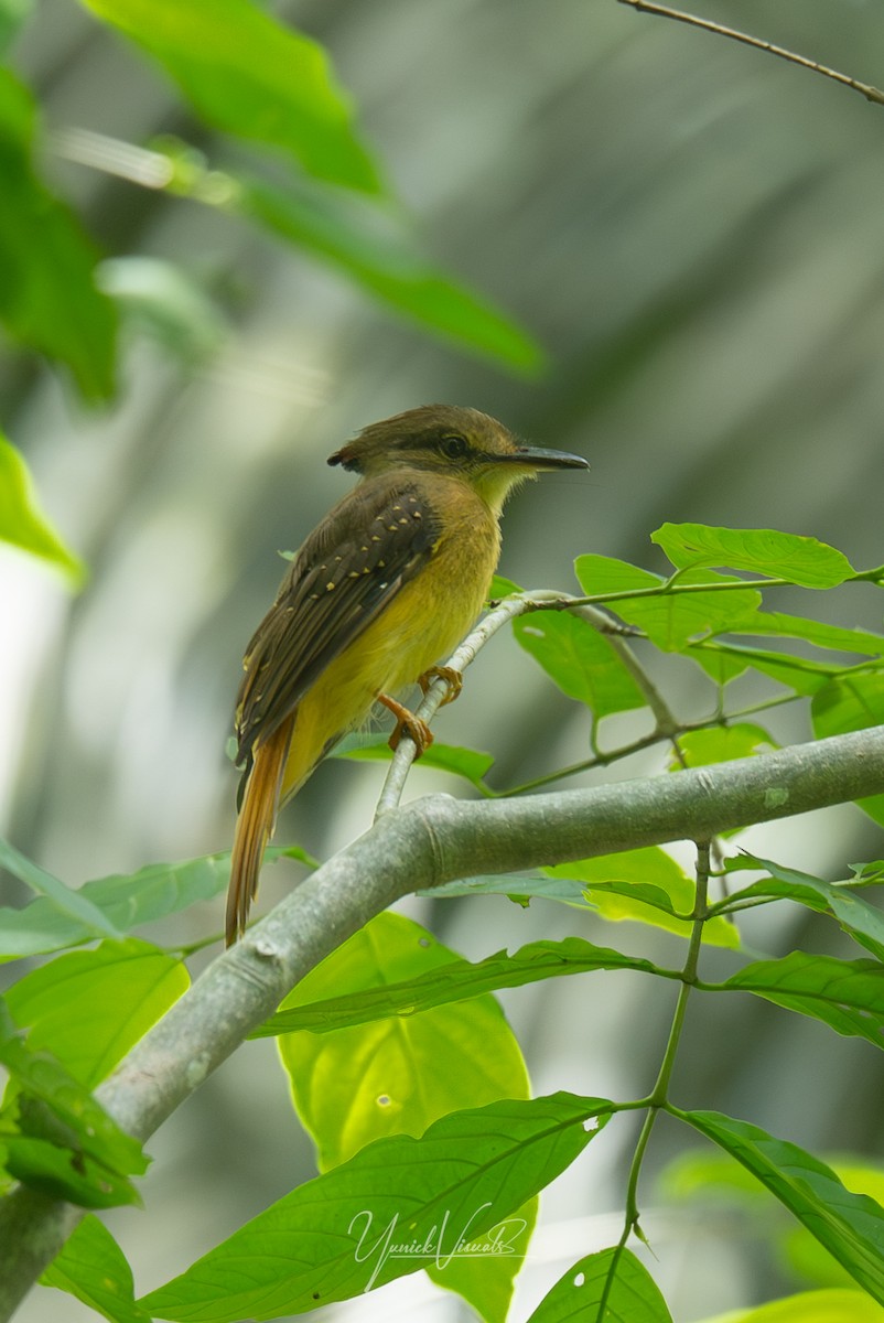 Tropical Royal Flycatcher - ML641681303