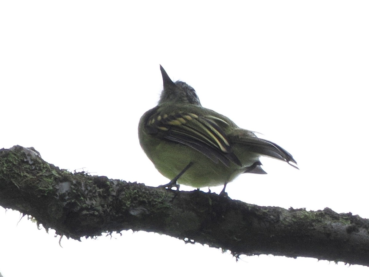 Slaty-capped Flycatcher - ML641681313