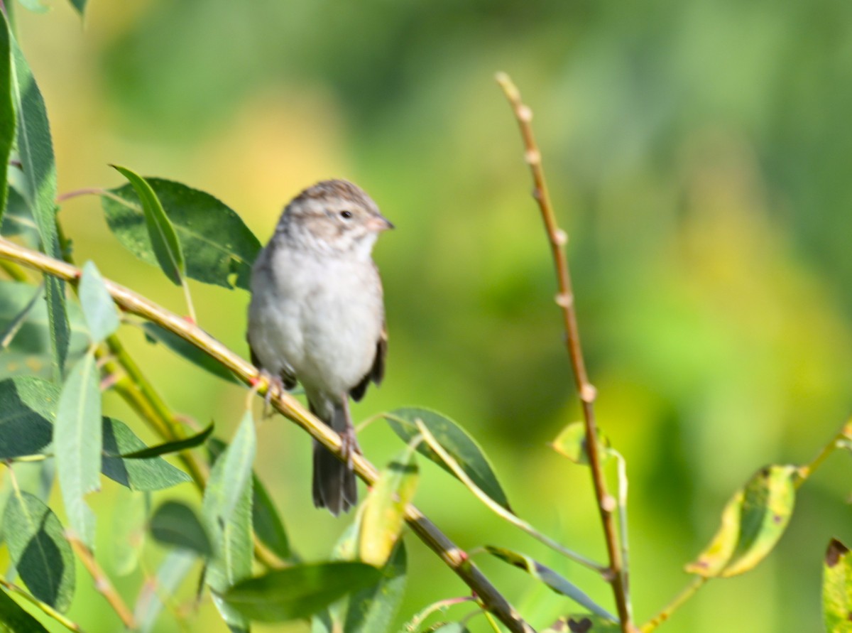 Brewer's Sparrow - ML641681323