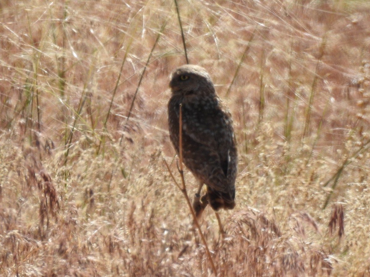 Burrowing Owl - ML641681336