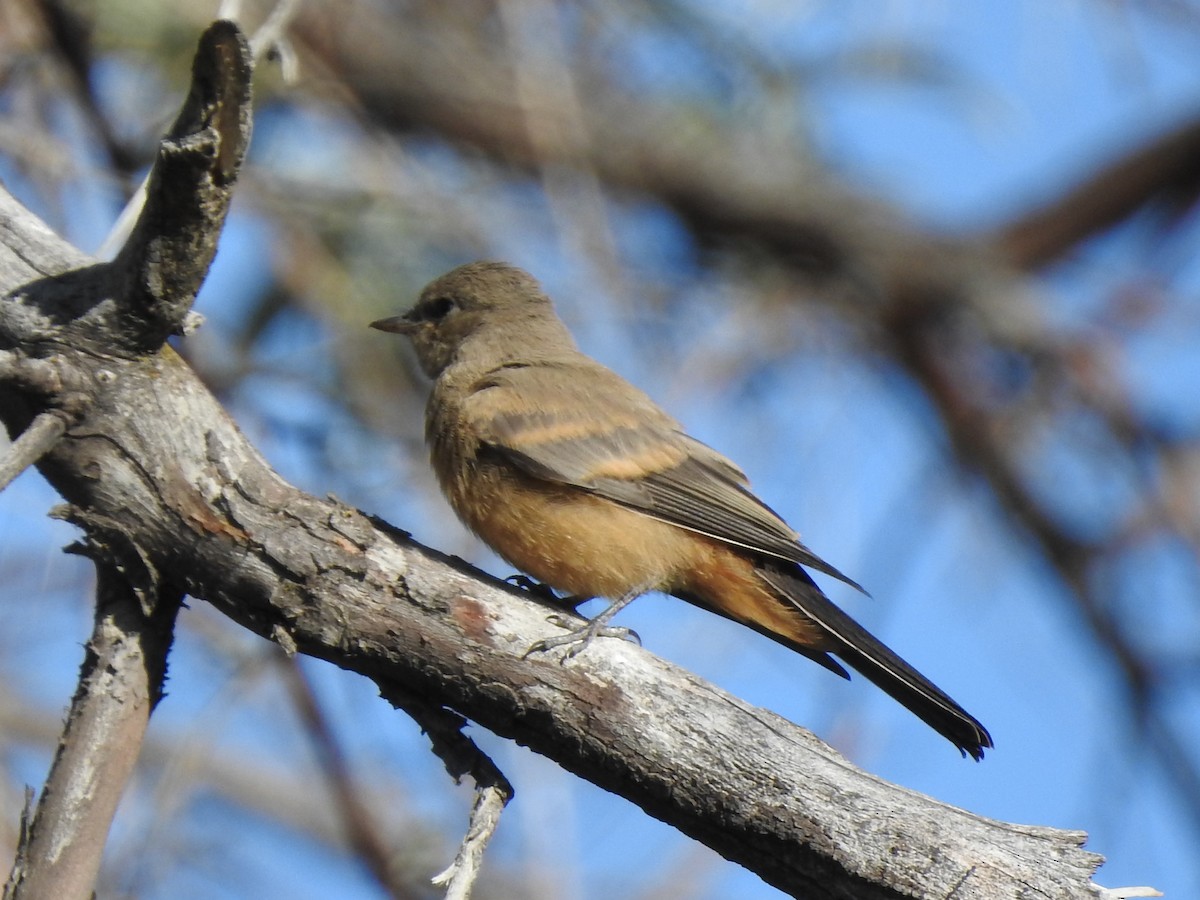 Say's Phoebe - ML641681353
