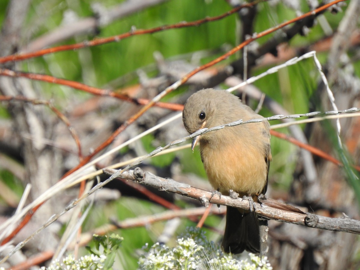 Say's Phoebe - ML641681364