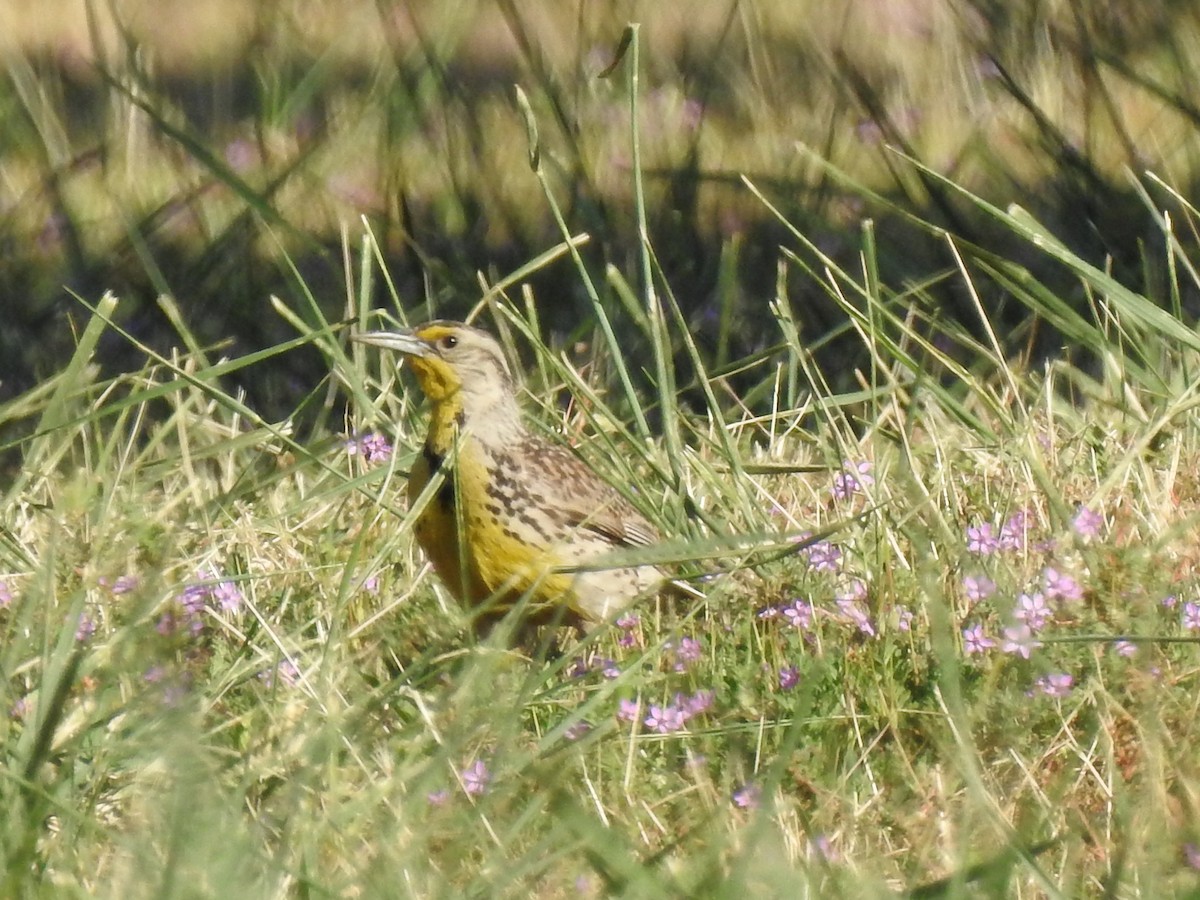 Western Meadowlark - ML641681432