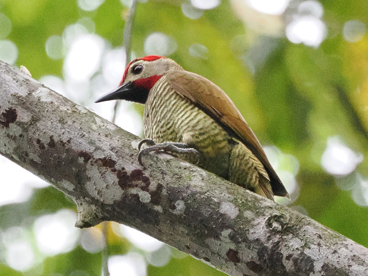Golden-olive Woodpecker - ML641681462