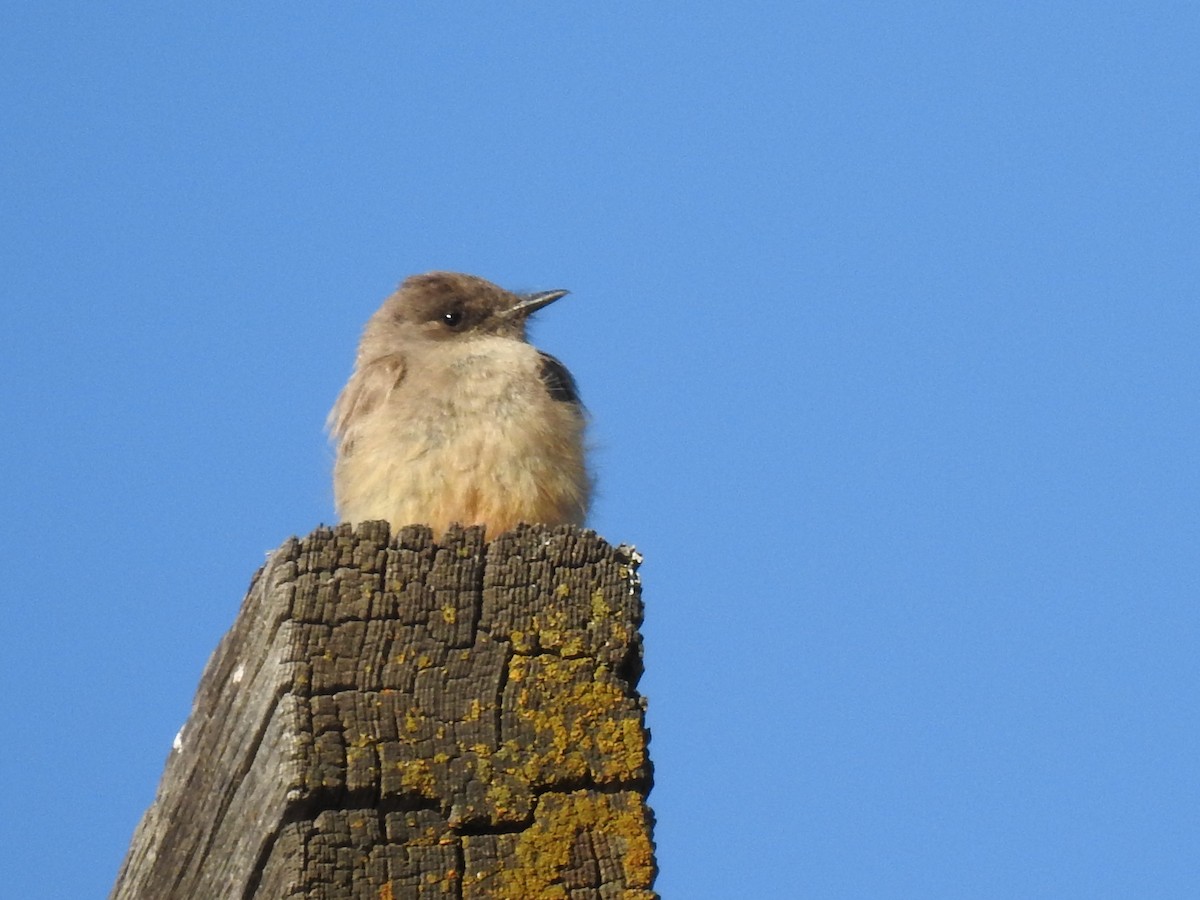 Say's Phoebe - ML641681463