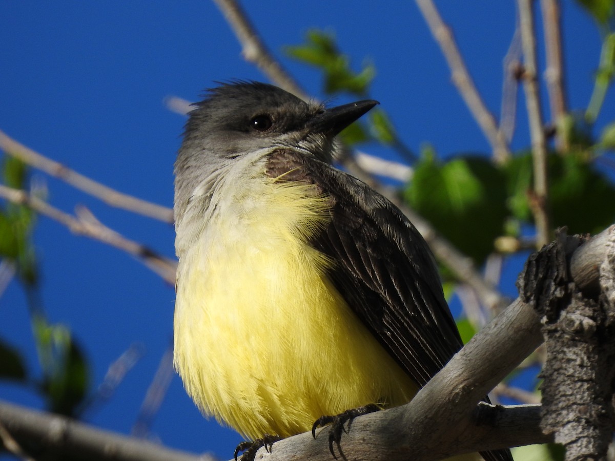Western Kingbird - ML641681515