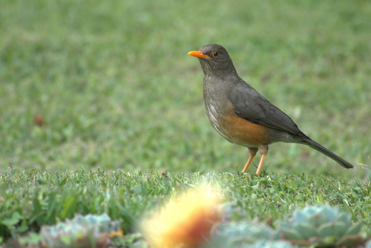 Abyssinian Thrush - ML641681519