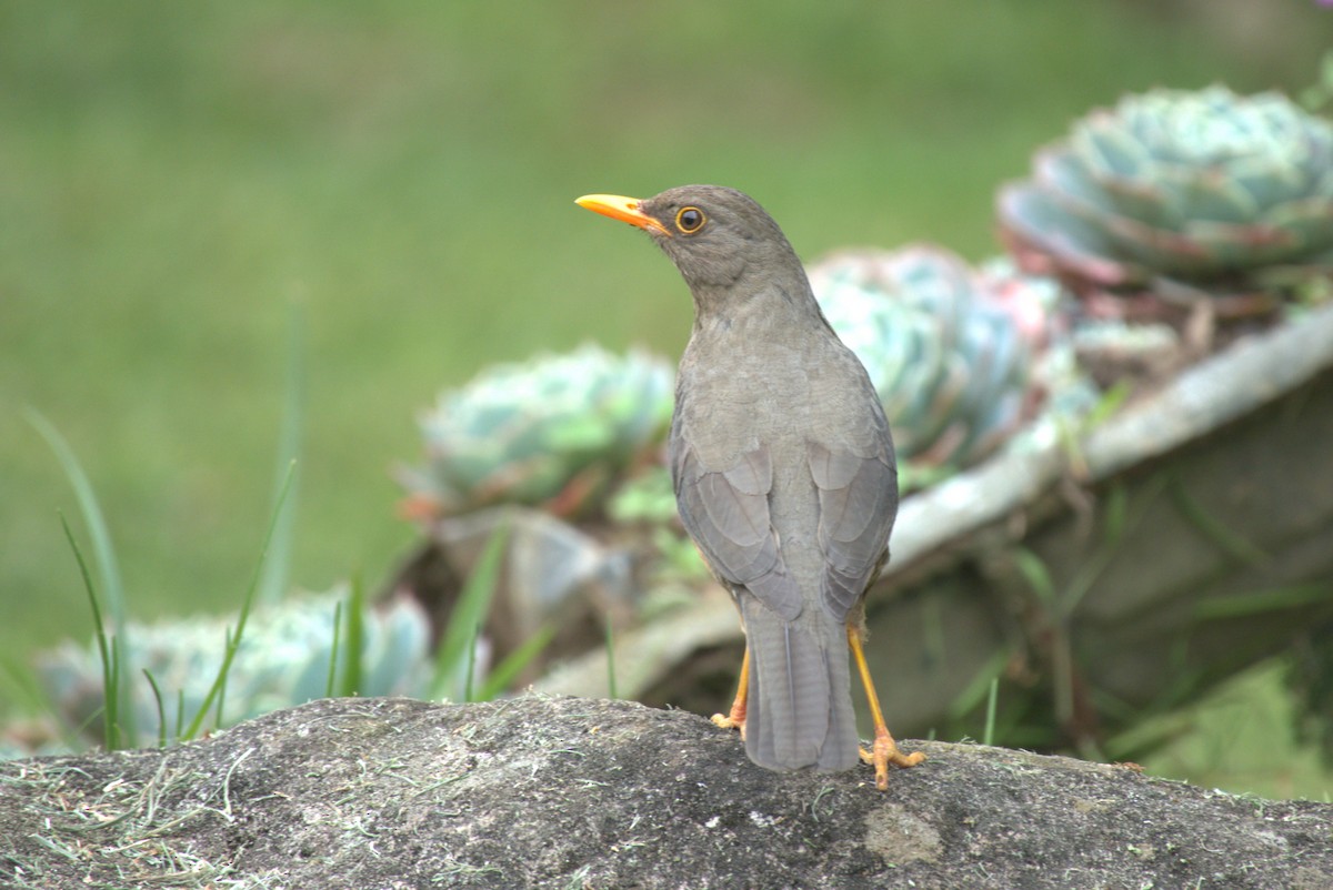 Abyssinian Thrush - ML641681521