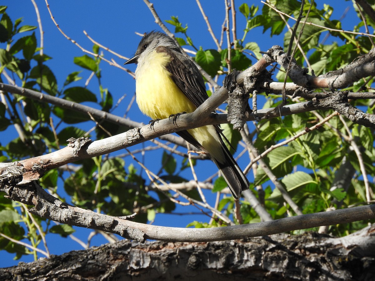Western Kingbird - ML641681522