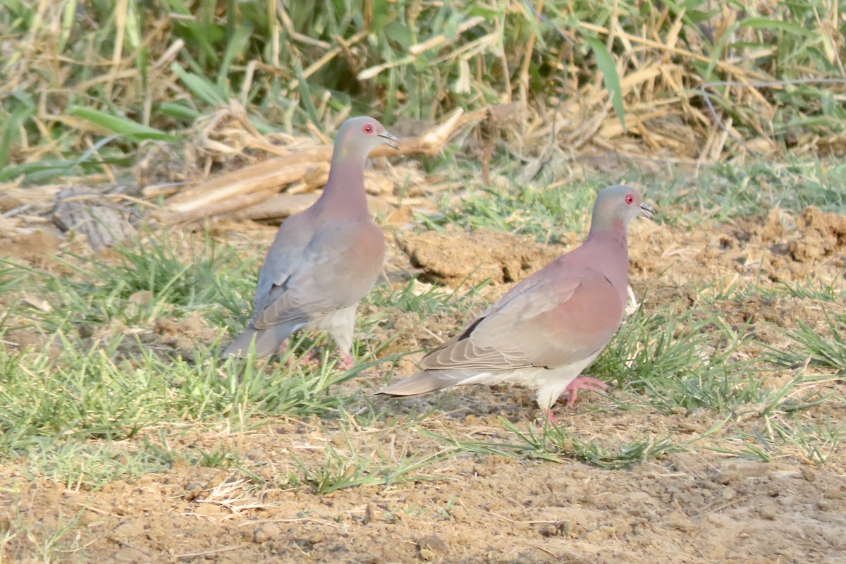Pale-vented Pigeon - ML641681524
