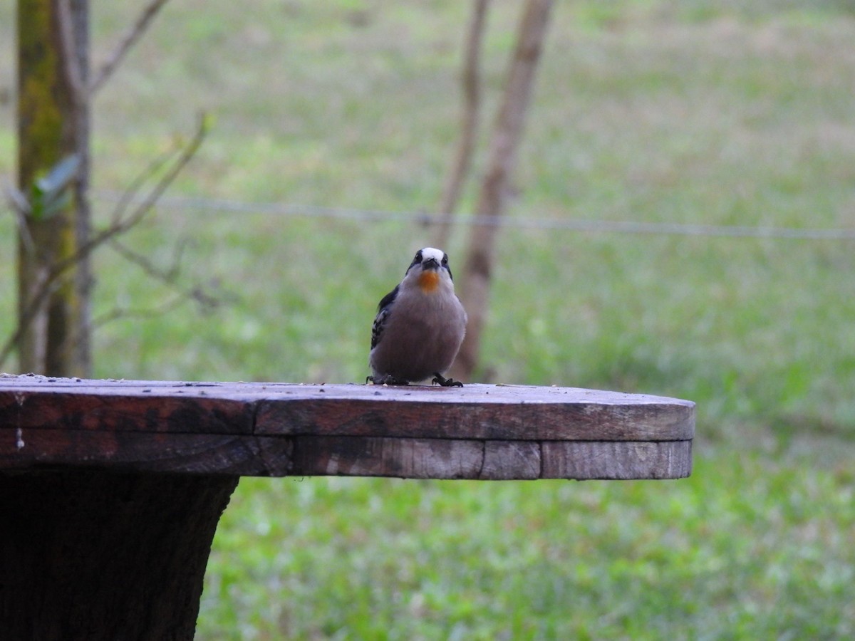 White-fronted Woodpecker - ML641681556