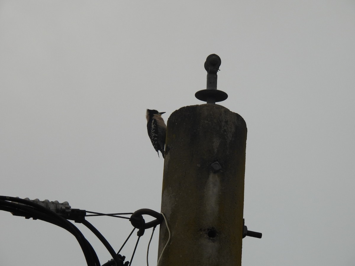 White-fronted Woodpecker - ML641681557