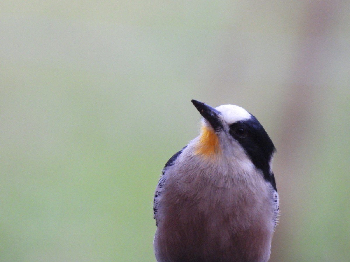 White-fronted Woodpecker - ML641681560
