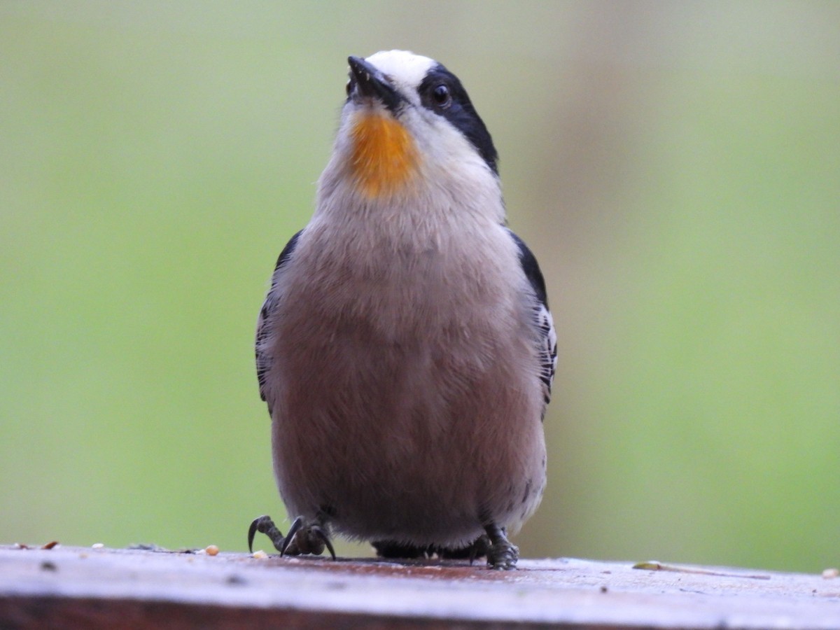 White-fronted Woodpecker - ML641681562