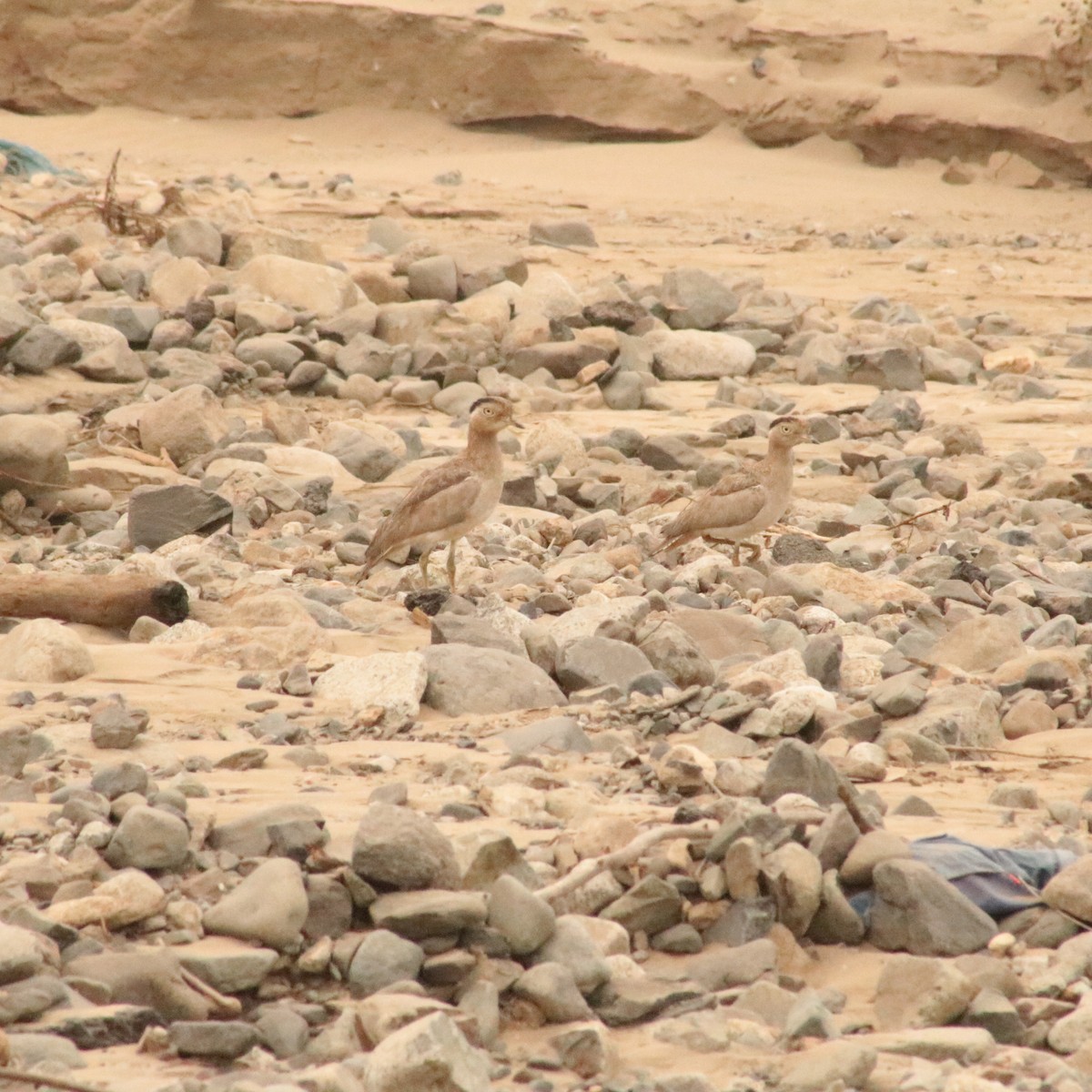Peru Kocagözü - ML641681586