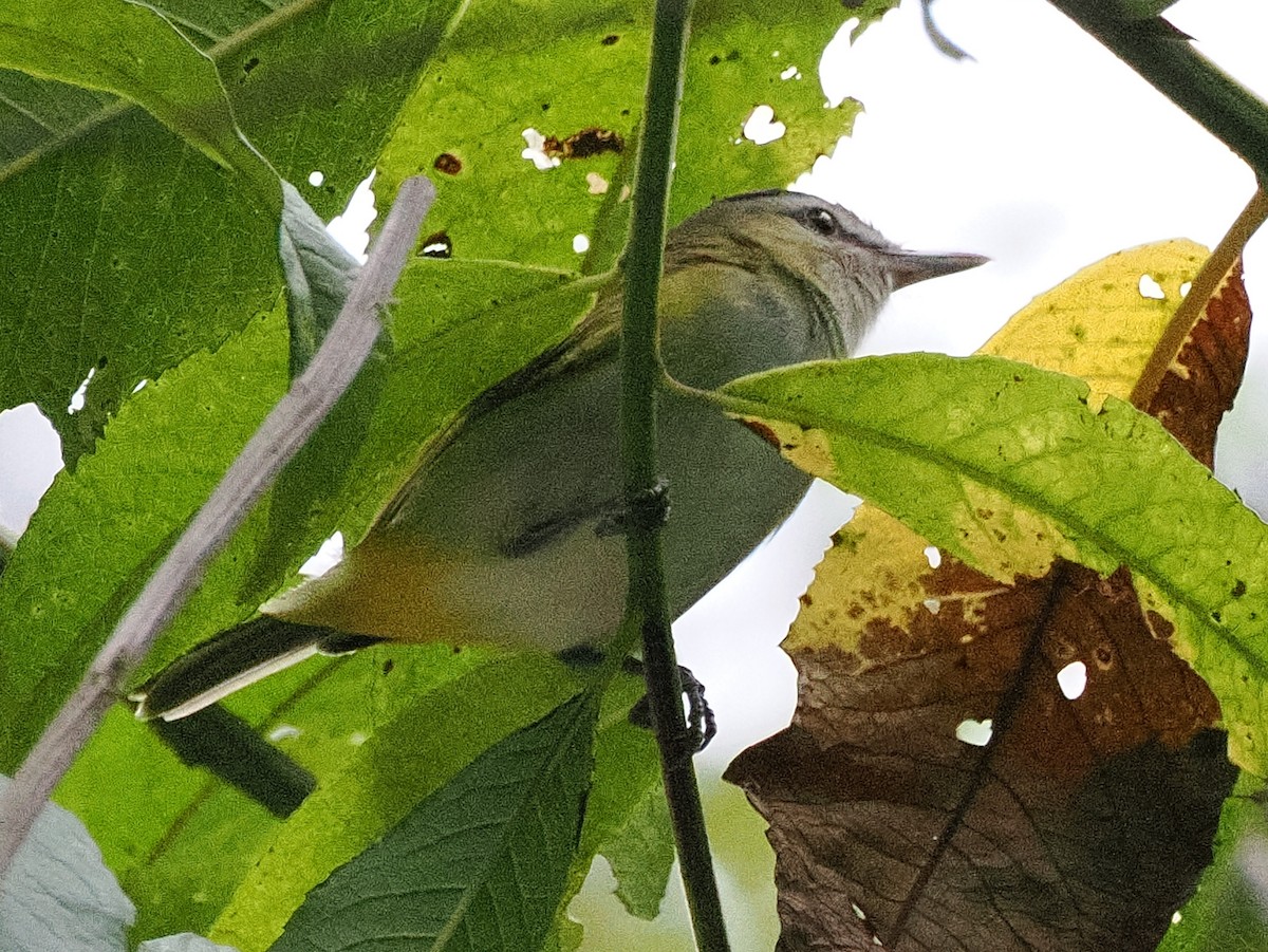 Chivi Vireo - ML641681600