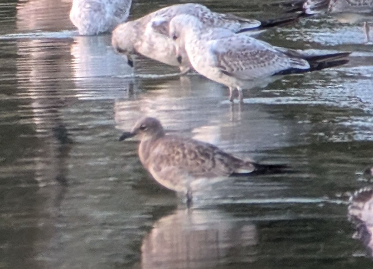 Mouette atricille - ML641681612