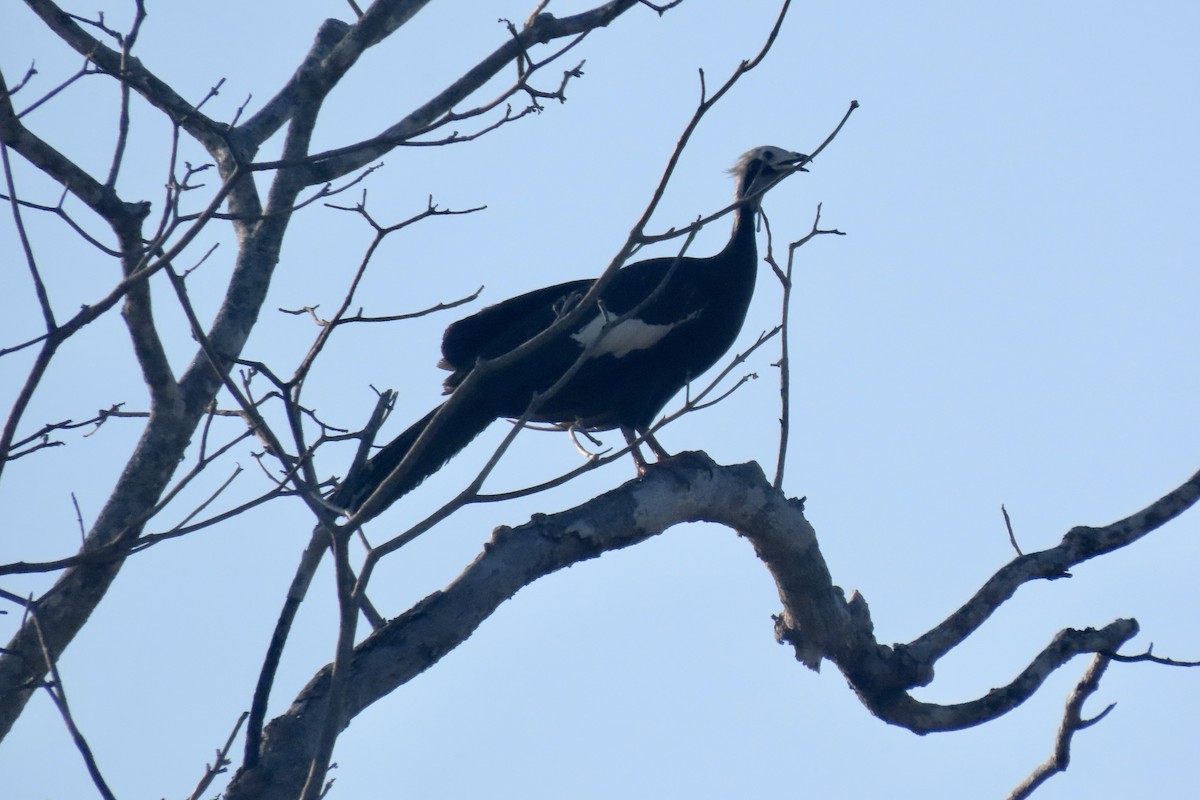 Pava Goliblanca - ML641681641